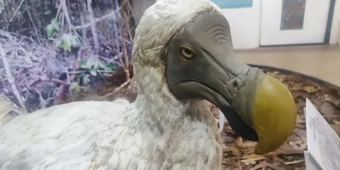 路易港國家歷史博物館