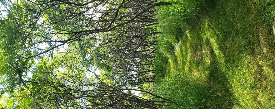 Goodsell Ridge Preserve