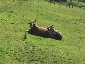 Haugaland Zoo