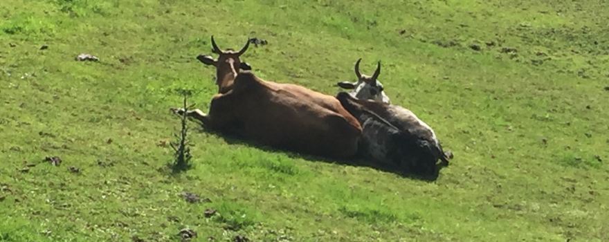 Haugaland Zoo