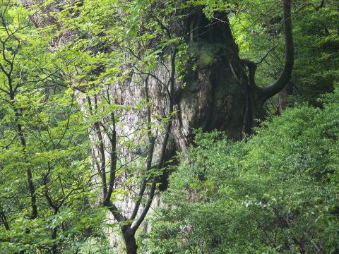 Jomonsugi Cedar