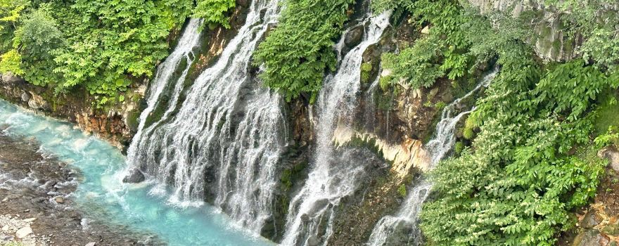 시라히게노타키