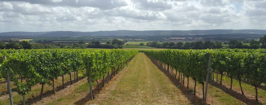 Upperton Vineyards
