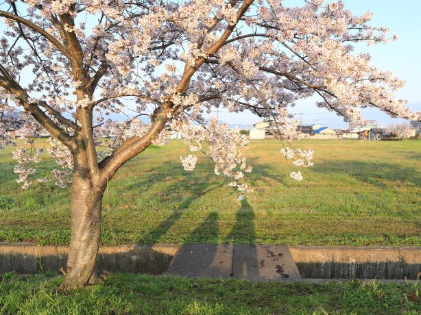 Fujiwara Palace Site