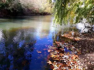Neilson Park