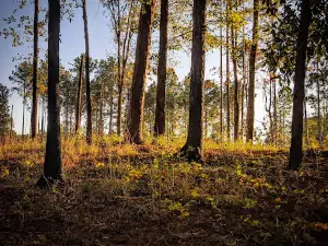 Homochitto National Forest