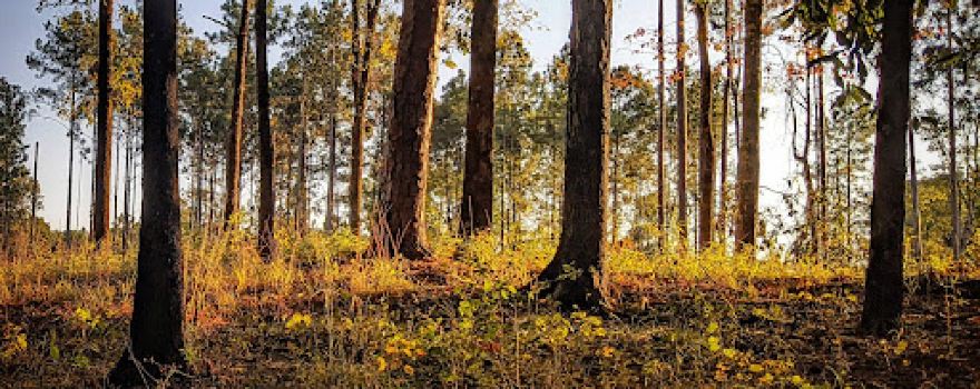 Homochitto National Forest
