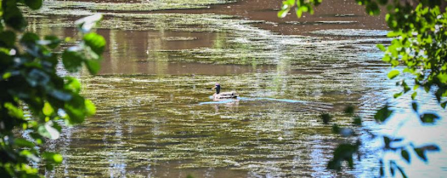 Reed Pond