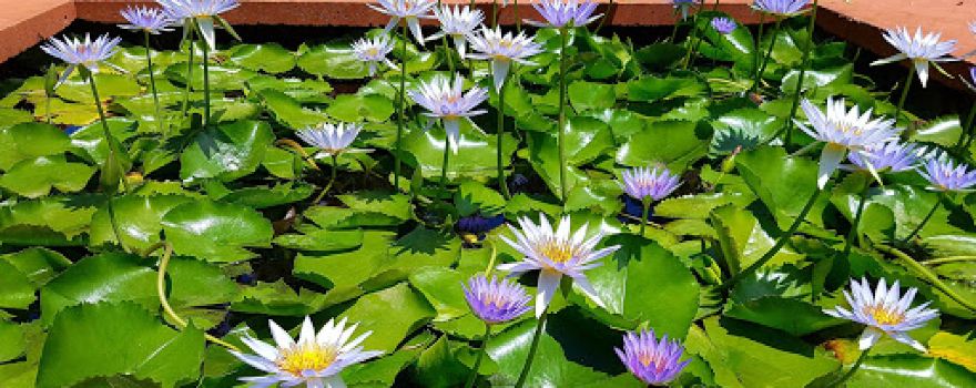 The Lily Farm