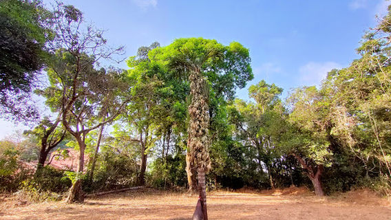Rasai mandir