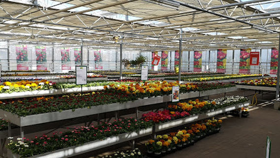 Flowers Möbius GmbH