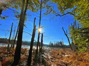 Willie Wildlife Marsh