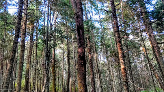 Santuario De La Mariposa Monarca