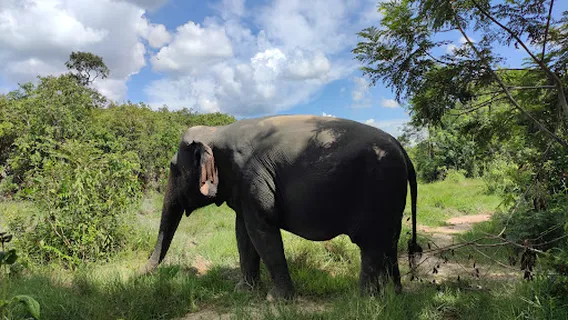 Kulen Elephant Forest camp