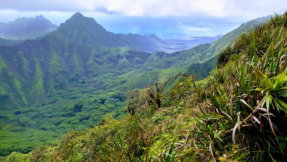 Wahiawa