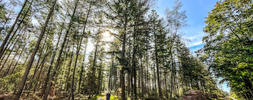 Natuurkampeerterrein De Zanderdennen