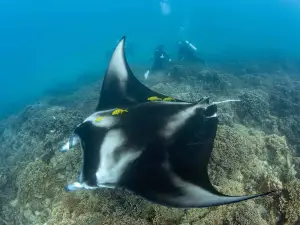 Eleuthera Bora Diving Center