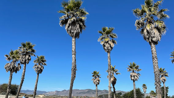Oceano Dunes Natural Preserve State Park