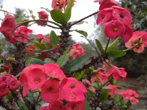 Nhà văn hóa làng Đậu Yên