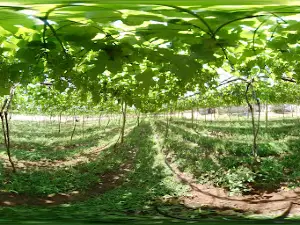 Uvas Urânia - Vale das Vitórias