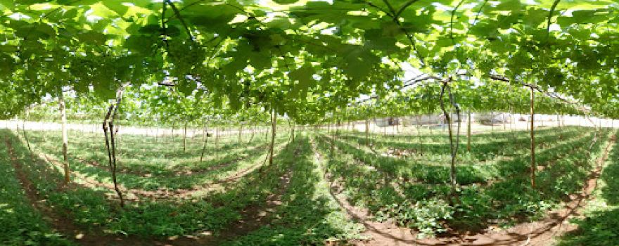 Uvas Urânia - Vale das Vitórias