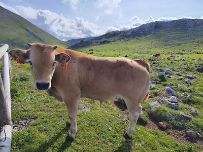 Alto de L'Angliru
