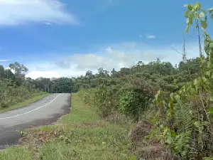 ALANG ALANG PANJANG