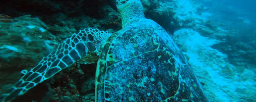 Dive Club Buoyancy