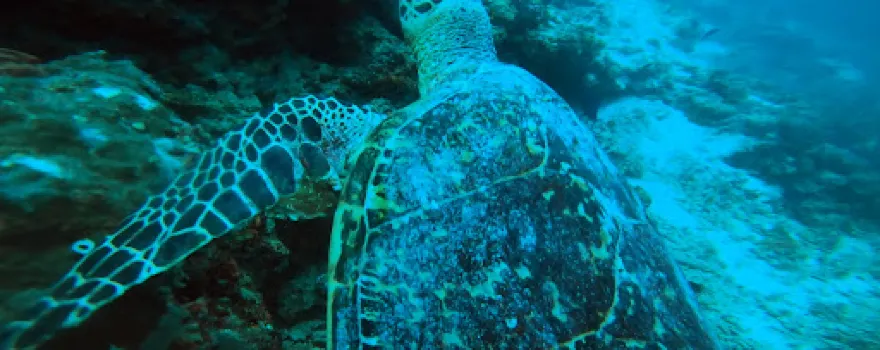 Dive Club Buoyancy