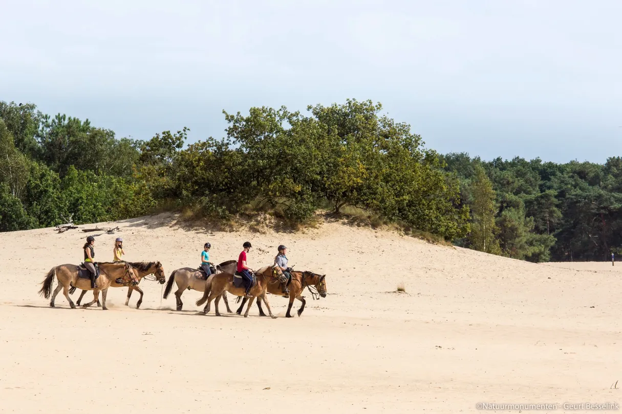 5_National Park de Loonse en Drunense Duinen