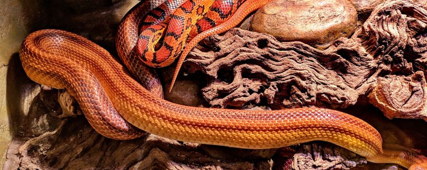 Oslo Reptile Park