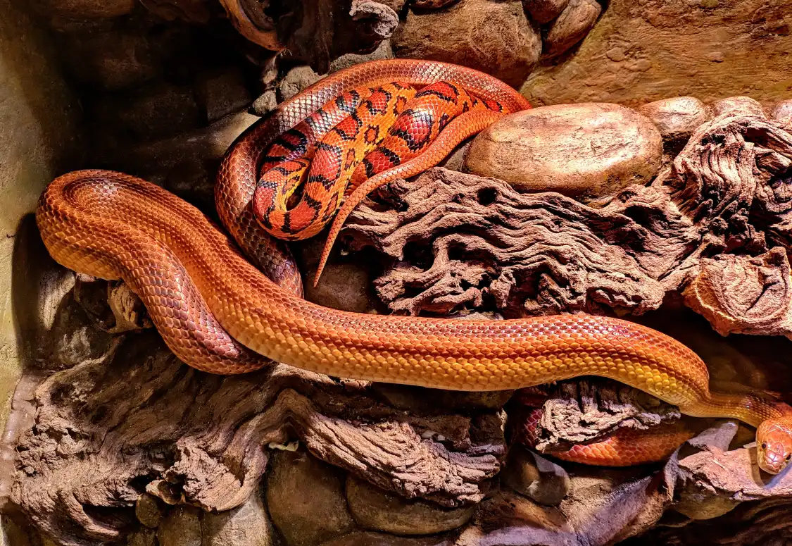 Các khách sạn gần Oslo Reptilpark