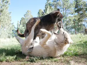 Colorado Wolf and Wildlife Center