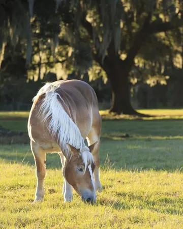 3_Old South Carriage Company