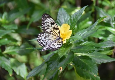 The Butterfly Farm (La Ferme des Papillons)