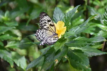 The Butterfly Farm (La Ferme des Papillons)
