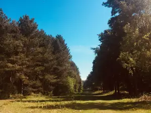 Rendlesham Forest