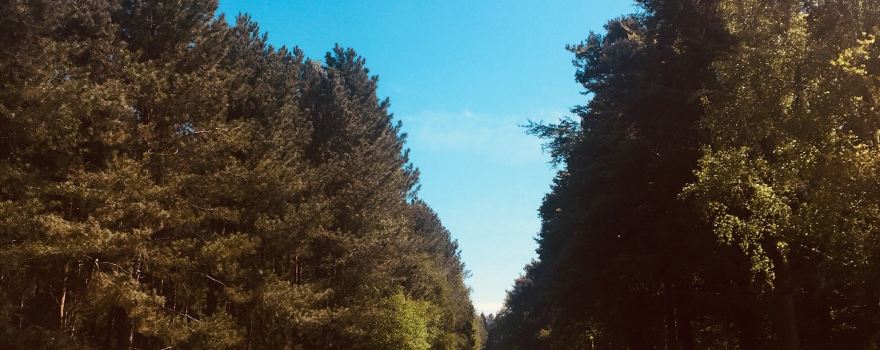 Rendlesham Forest