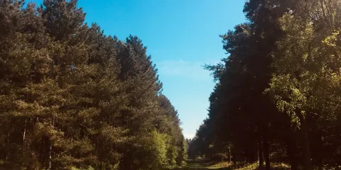 Rendlesham Forest Centre