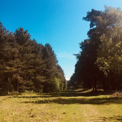 Rendlesham Forest