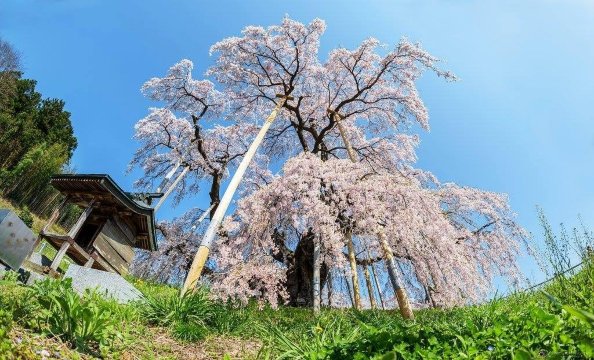 2026年三春滝桜の開花期間 | Trip.com 三春町