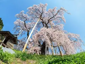 Miharutakizakura