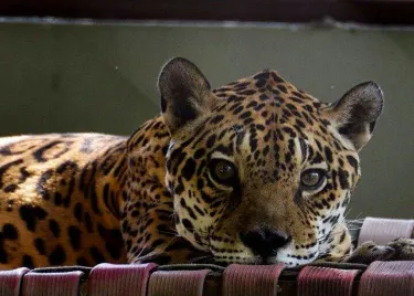 Zoologico do Batalhao do Forte Sao Joaquim