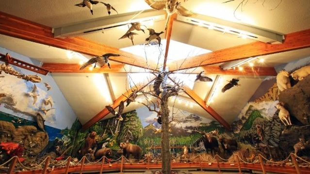 American Bald Eagle Foundation