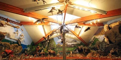 American Bald Eagle Foundation Museum