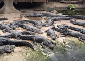 Alligator Bay