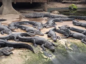 Alligator Bay