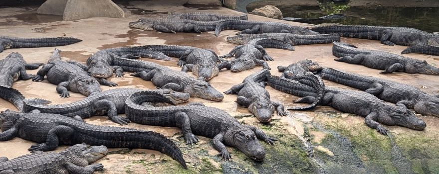 Alligator Bay