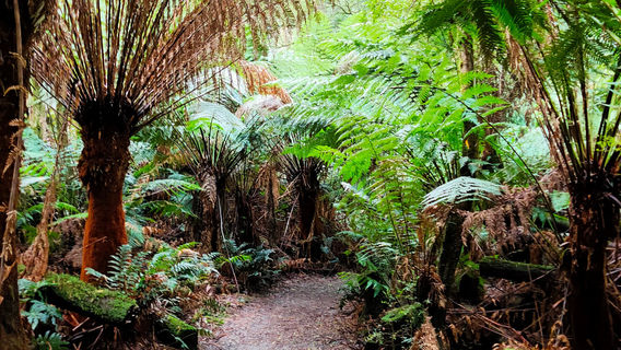 Cape Otway