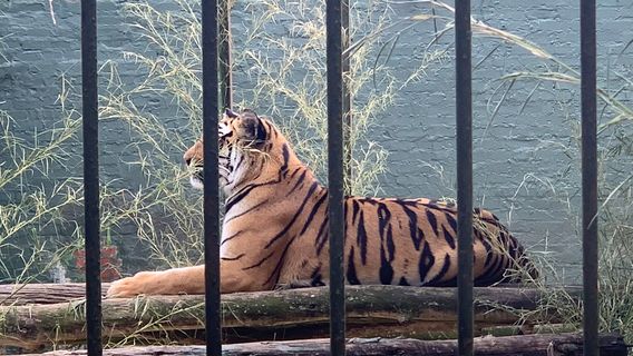 Natal Zoological Gardens
